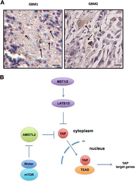 Figure From Phosphorylation Of The Hippo Pathway Component Amotl By