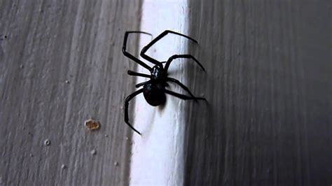 Black Widow Crawlingmov Youtube