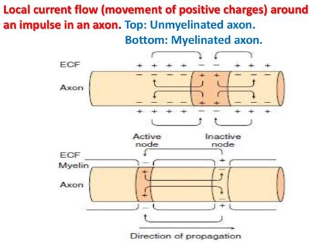 Nerve & Action potential