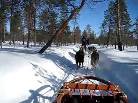 Ballade En Chien De Traineau En Laponie Finlandaise YouTube