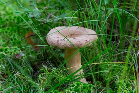 Lactarius Helvus Nmente Conocido Como Alholva Hongo Comestible De