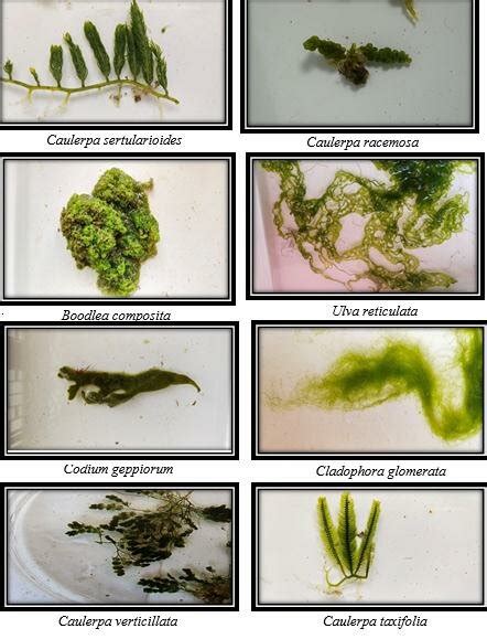 Chlorophyceae species collected from GSFC Jetty and Vador site, Sikka ...