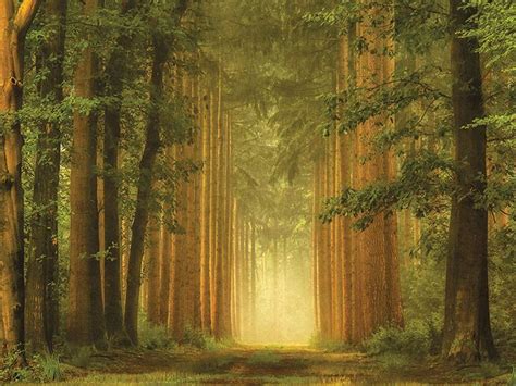 Lars Van De Goor The Portal Forest In Sunlight Head To Artgroup