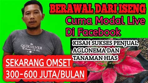 Terbongkar Ternyata Ini Rahasia Sukses Bisnis Aglaonema Omset