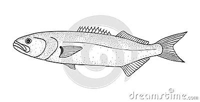 Bluefish Black Hand Drawn Realistic Outline Vector Image