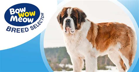 Meet The St Bernard