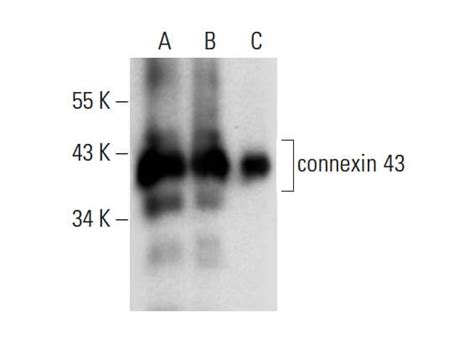 Connexin 43 Antibody F 7 Scbt Santa Cruz Biotechnology