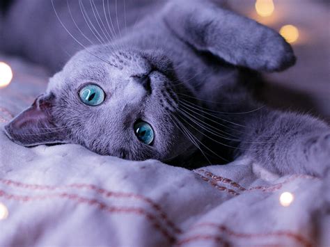 Russian Blue Cat - Cat Breed Guide | Spot®