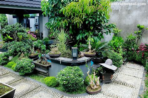 Pohon Bonsai Taman | Pohon Bonsai Beringin Korea - CentralBonsai.Com :: Berbagi Ilmu Tanaman Bonsai