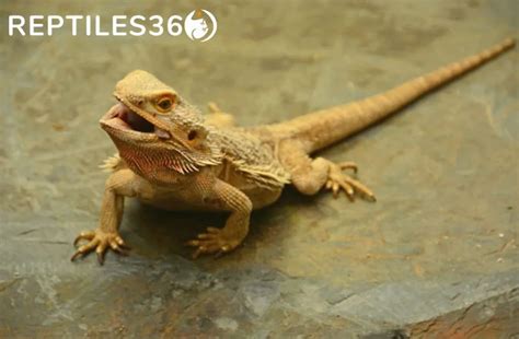 Why Bearded Dragons Open Their Mouth [10 Reasons]