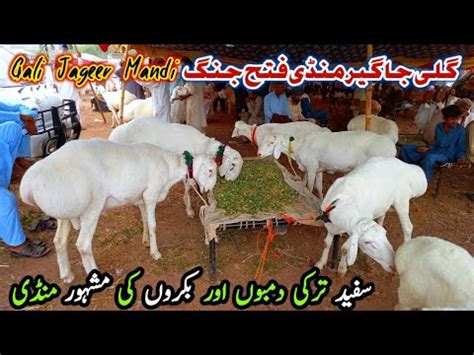 Turkey Dumba Sheep For Qurbani Bakra Mandi Gali Jageer June 2022