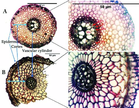 A and B. Cross-section of the adventitious roots (A) and contractile ...