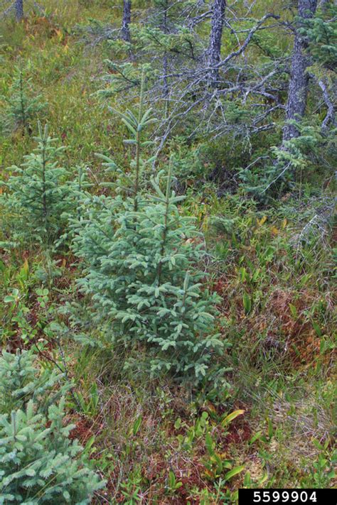 Black Spruce Picea Mariana