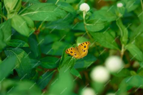 Premium Photo Yellow Open Wing Butterfly On Green Leaves Background