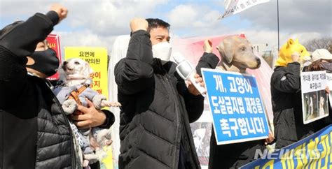 개고양이 도살금지법 촉구하는 동물보호단체 회원들 네이트 뉴스