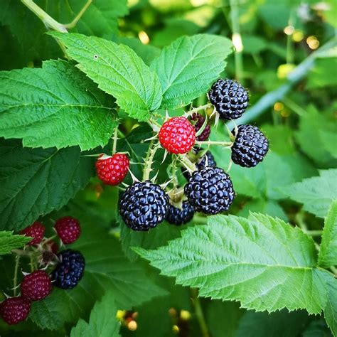 Rubus Occidentalis Black Raspberry Black Cap Ferri Seeds