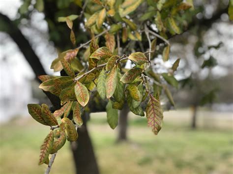 live oak tree diseases florida - Bettina Toler