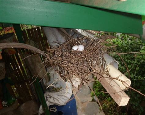 Spotted-Dove had its nest....