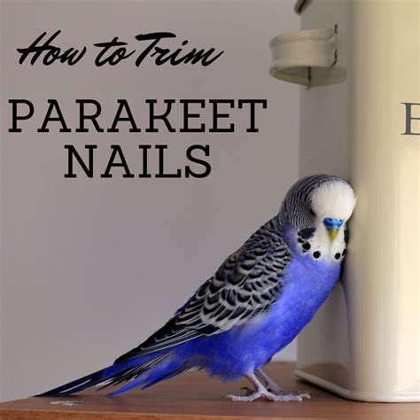 How To Trim Your Parakeet’s Nails Master Parrot