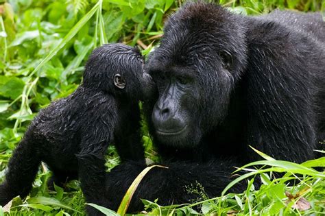 Tripadvisor 7 tägige Gorilla Tracking Safari in Uganda private Tour