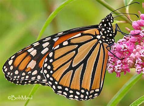 Are butterflies poisonous? | The Children's Butterfly Site