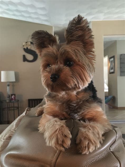 Cuteness Yorkie Puppy Teacup Yorkie Puppy Yorkie Haircuts