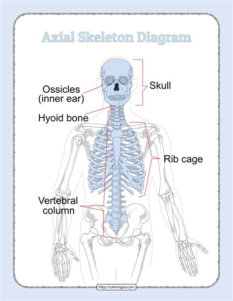 Printable Axial Skeleton Diagram Pdf Worksheet กะโหลกศีรษะ กระดูก