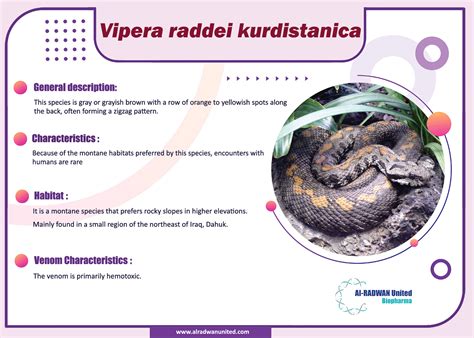 VENOMOUS SNAKES IN IRAQ Vipera Raddei Kurdistanica