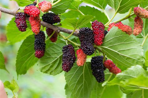 Are Mulberry Trees Poisonous?