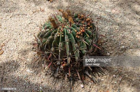 83 Barrel Cactus Fruit Stock Photos, High-Res Pictures, and Images ...