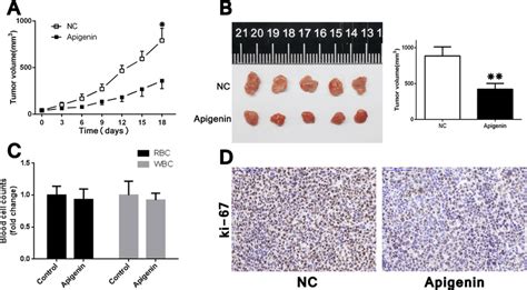 Apigenin Inhibits Tumorigenicity In Achn Cell Xenograft Nude Mice