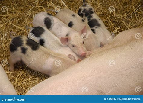 Piggys Stock Image Image Of Pork Stray Cute Farm Babe