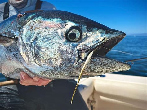 Angler Story Of The Week Cali Bluefin On The Fly Flylords Mag