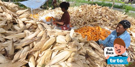 Petani Menjerit Impor Jagung Ribu Ton Tetap Berlalu