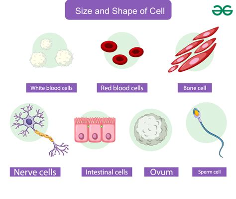 Cell Number Shape And Size Class 8 Notes GeeksforGeeks