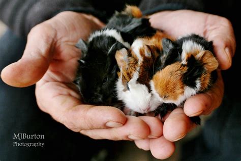 Happy Babies Three Baby Guinea Pigs Born On Fathers Day S Flickr