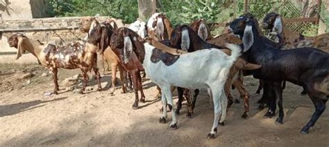 Sirohi Female Goat At Rs 260 Kg Sirohi Female Goat In Pushkar ID