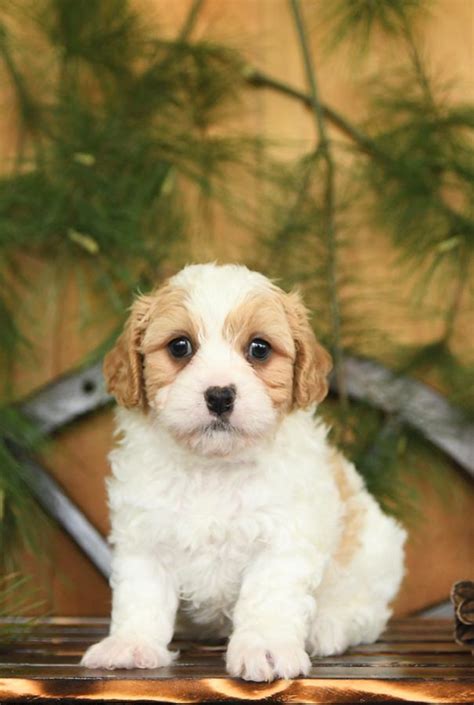 Cavachon Puppies For Sale Buckeye Puppies