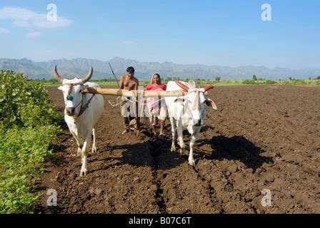 Man And Woman Ploughing Field Bhil Tribe Madhya Pradesh India Stock