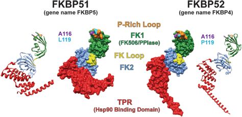 Functions Of The Hsp Binding Fkbp Immunophilins Springerlink