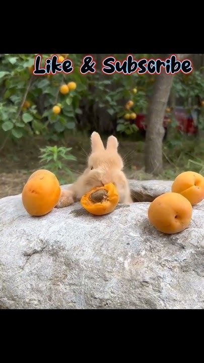 This Video For Rabbit Lover🐇🤩🐰 Shortsfeed Rabbitlove Nature Fruits