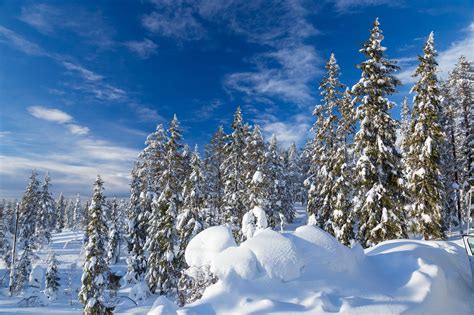 Free download | HD wallpaper: winter, forest, the sky, snow, ate, the ...