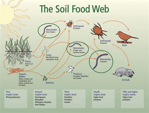 The Good Guys Beneficial Nematodes At The Service Of Producers Sa Grain