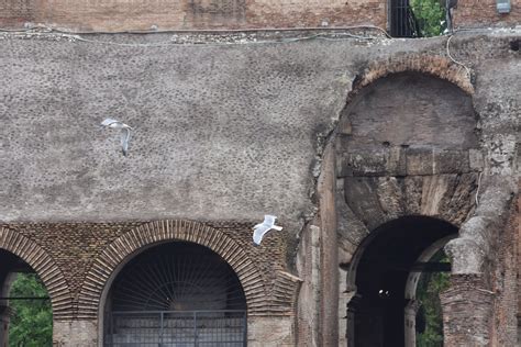 Colosseum In Rome Photographs Free Stock Photo Public Domain Pictures