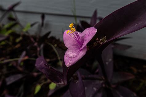 melastoma  behance