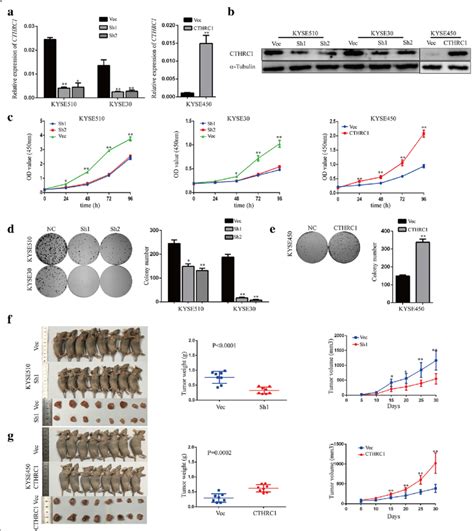 Cthrc1 Is Critical For Escc Cell Proliferation And Tumour Growth A B