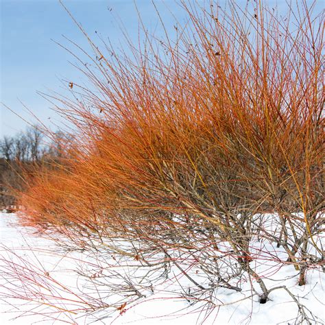 Cornus Sanguinea Annie S Winter Orange Dere Widwa Cm Sklep