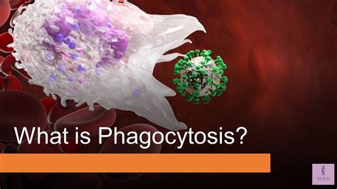 Phagocytosis Principle Mechanism And Process