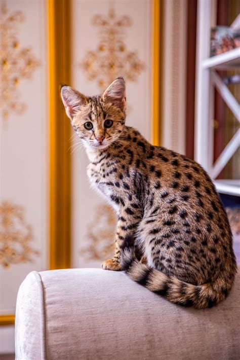 savannah cat cats