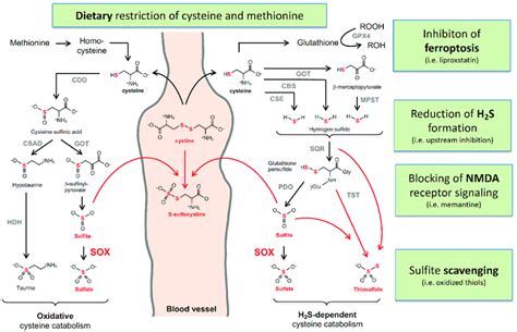 Cysteine Catabolism And Sulfur Containing Metabolites That Are Altered